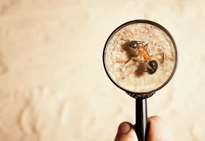 How to Choose a Reliable Pest Inspection Service