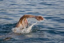 How Soon After Laser Eye Surgery Can I Go Swimming?