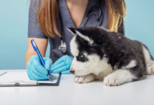 How to Spot Emergencies in Pets Early