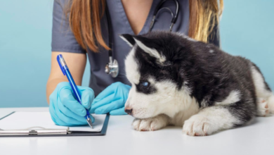 How to Spot Emergencies in Pets Early