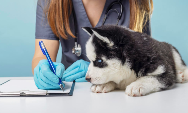 How to Spot Emergencies in Pets Early